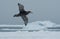 Flying southern giant petrel