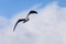 Flying Southern giant petrel juvenile