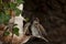 Flying sparrow, Passer domesticus, male and female
