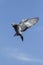 Flying of speed racing pigeon against clear blue sky