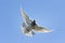 Flying speed racing pigeon bird against clear blue sky