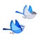 Flying Splendid Fairy Wren pair isolated on white background