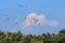 Flying spoonbills in the Hengforderwaarden, Holland