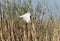 Flying squacco Heron, Ardeola ralloides, Namibia