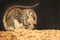 A flying squirrel Lomys horsfieldi is hunting for termites on weathered wood.