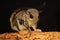 A flying squirrel Lomys horsfieldi is hunting for termites on weathered wood.