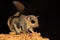 A flying squirrel Lomys horsfieldi is hunting for termites on weathered wood.