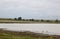 Flying startled lapwings in the dutch Polder Breebaart