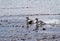 Flying Steamer Ducks flying in Beagle Channel