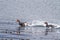 Flying Steamer Ducks flying in Beagle Channel