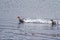 Flying Steamer Ducks flying in Beagle Channel