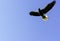 Flying steller`s sea eagle