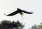 Flying steller`s sea eagle