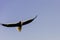 Flying steller`s sea eagle