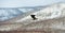 Flying Steller`s sea eagle. Snow-covered mountains on the background. Scientific name: Haliaeetus pelagicus. Natural Habitat.