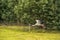 Flying Stork. Tree in Background