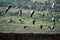 flying storks over a field