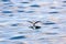 Flying Storm Petrel and its reflection in the sea