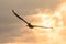 Flying sunset Pelican