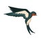 Flying swallow bird with colored plumage, back view vector Illustration on a white background