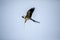 Flying swallow-tailed kite Elanoides forficatus with a Cuban knight anole