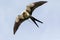 Flying swallow-tailed kite Elanoides forficatus with a Cuban knight anole