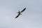 Flying swallow-tailed kite Elanoides forficatus with a Cuban knight anole