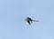 Flying swallow-tailed kite Elanoides forficatus with a Cuban knight anole in its clutches