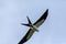 Flying swallow-tailed kite Elanoides forficatus with a Cuban knight anole in its clutches