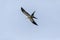 Flying swallow-tailed kite Elanoides forficatus with a Cuban knight anole in its clutches