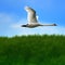 Flying swan, Cygnus olor, in perfect aerodynamic shape, against blurred background with green bushes and blue sky
