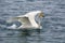 Flying Swan in Sayram Lake