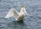 Flying Swan in Sayram Lake