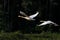 Flying swans