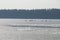 Flying swans above Usma lake covered with ice during the spring melt.