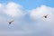 Flying swans couple under while cloud