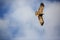 A flying Tawny eagle