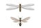 Flying termite and flying ant