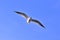 Flying Tern