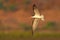 Flying tern. Beautiful black and white red bill bird fighting in nature. African Skimmer, Rynchops flavirostris, in fly. Flight a