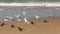 Flying Terns at Melbourne Beach Florida