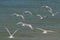 Flying Terns Over the Ocean in Florida