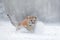 Flying tiger. Tiger in wild winter nature. Amur tiger running in the snow. Action wildlife scene with danger animal. Cold winter