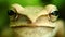 Flying Tree Frog Macro Head And Eyes Portrait Close Up