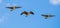 Flying trio of Canadian geese under blue sky and white cloud