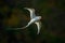 Flying Tropicbird with green forest background. Red-billed Tropicbird, Phaethon aethereus, rare bird from the Caribbean. White