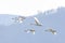 Flying Trumpeter Swan