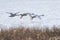 Flying trumpeter swan