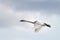 Flying Trumpeter Swan Cygnus buccinator and clouds