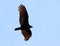 Flying turkey vulture